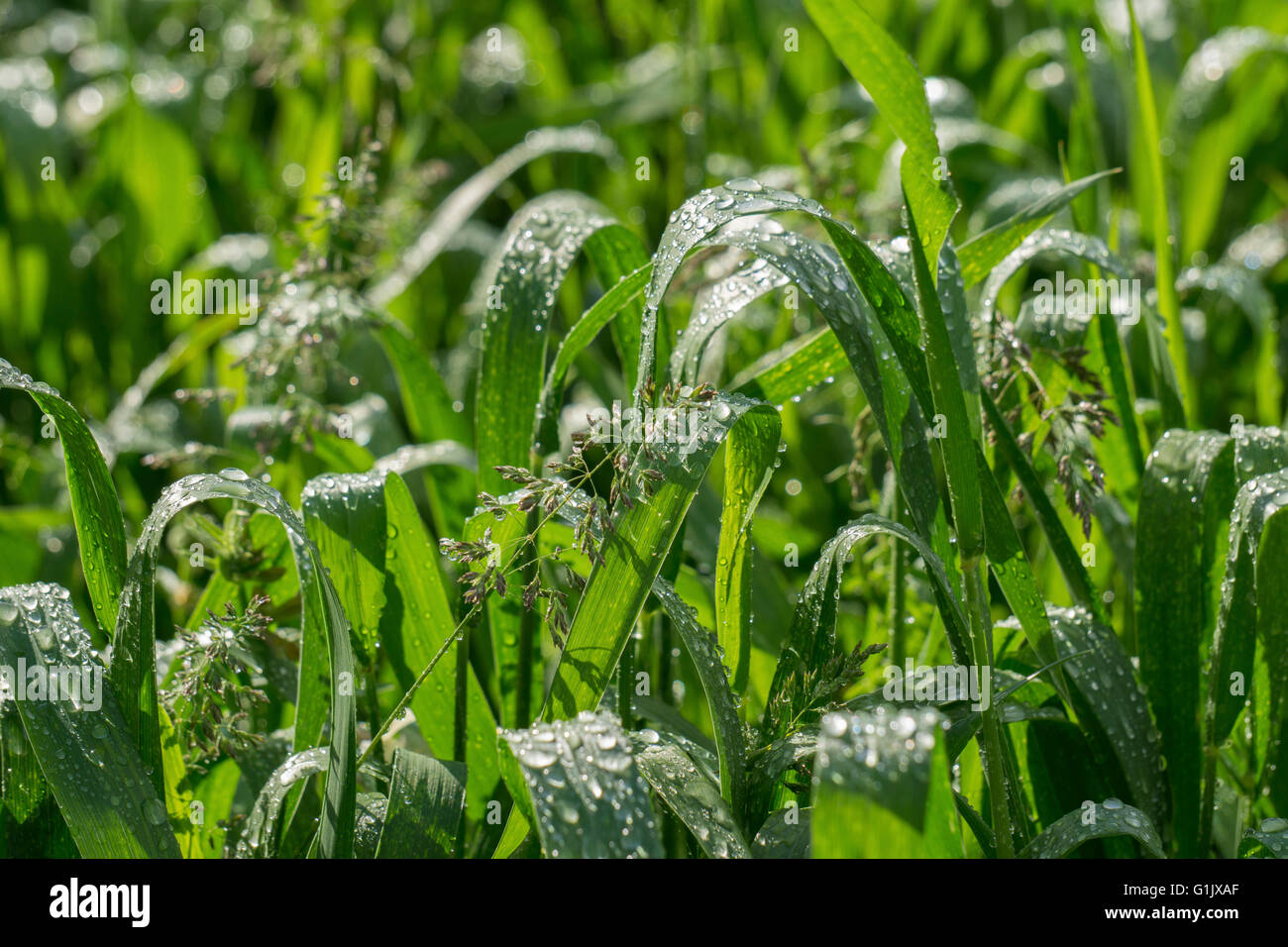 Rain drops on young green wheat leaves after a heavy rain. Stock Photo