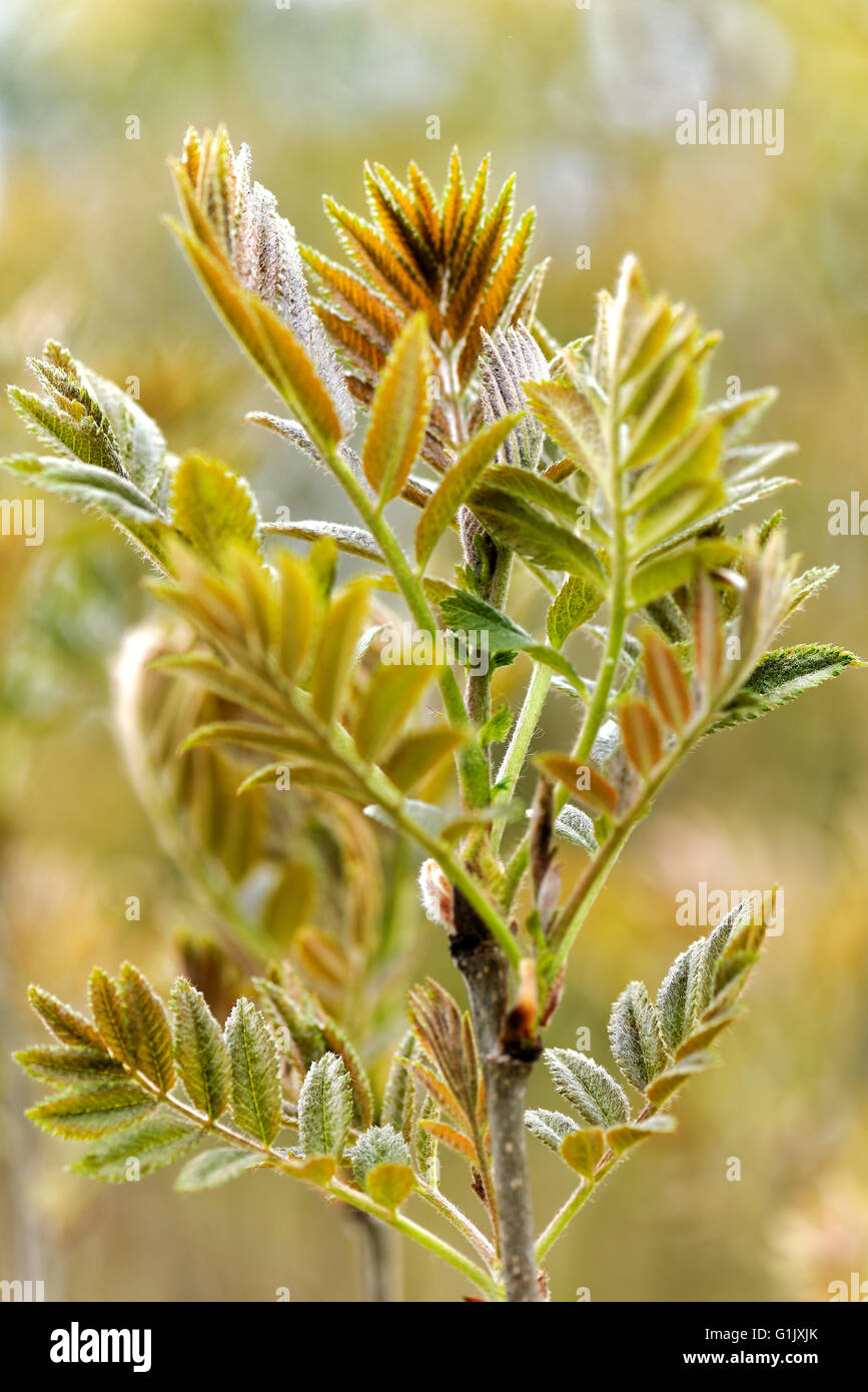 Sorbus aucuparia, commonly called rowan and mountain-ash. Stock Photo