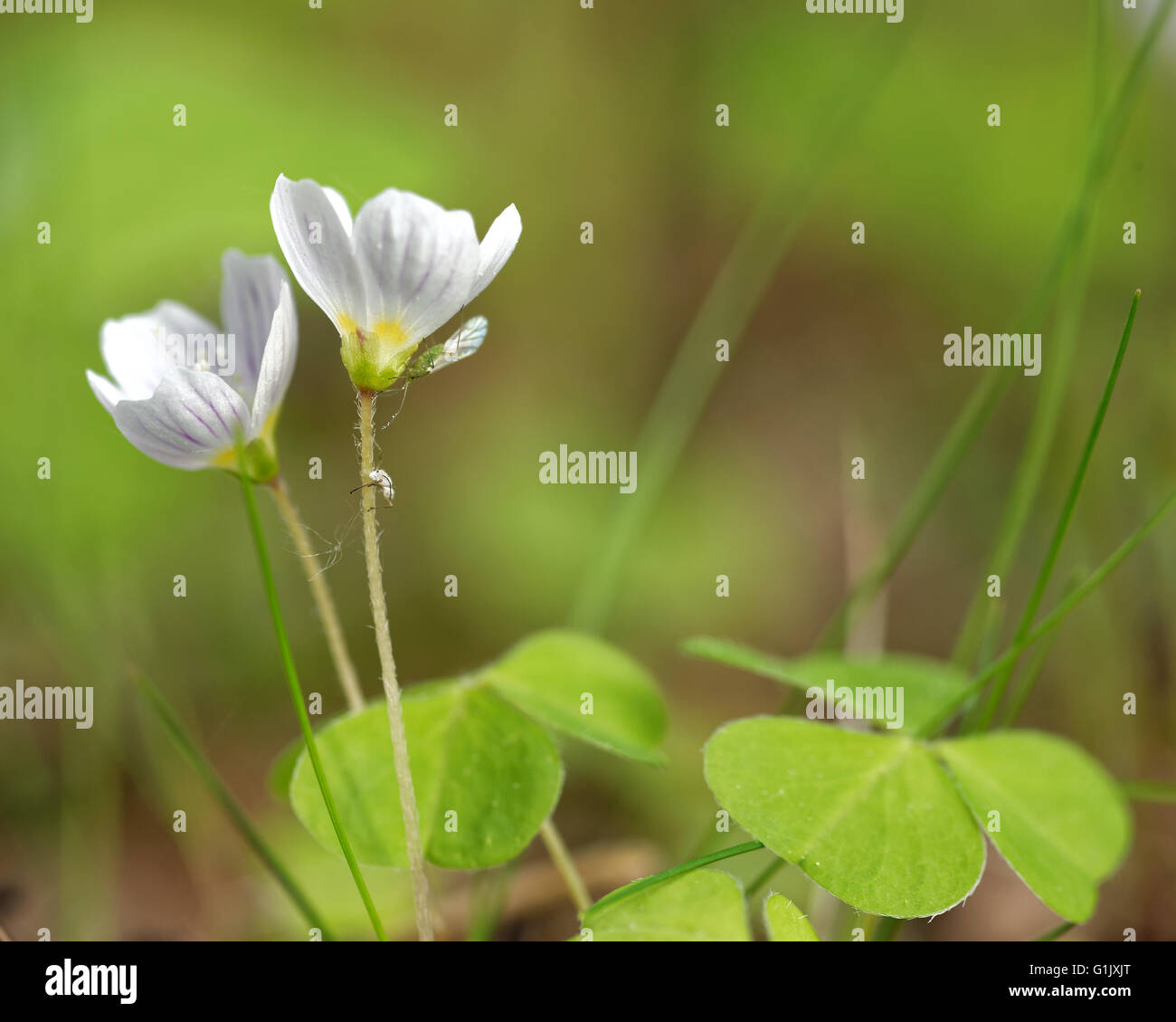 Flowers and leaves of common wood sorrel (Oxalis acetosella). Stock Photo