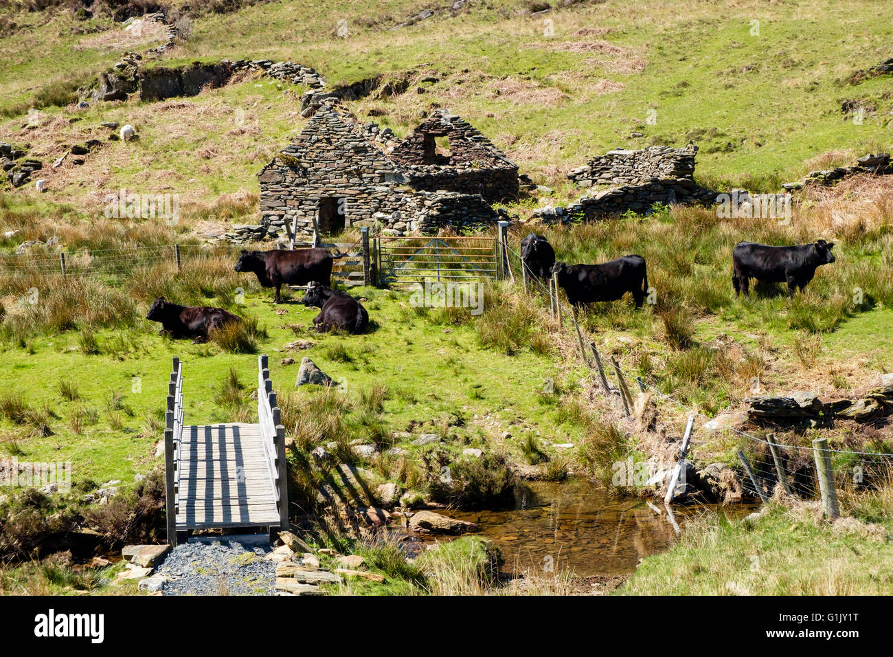 Freerange Welsh Blacks grazing by footbridge over Afon y Cwm in hills of Snowdonia National Park to improve biodiversity. Wales Stock Photo