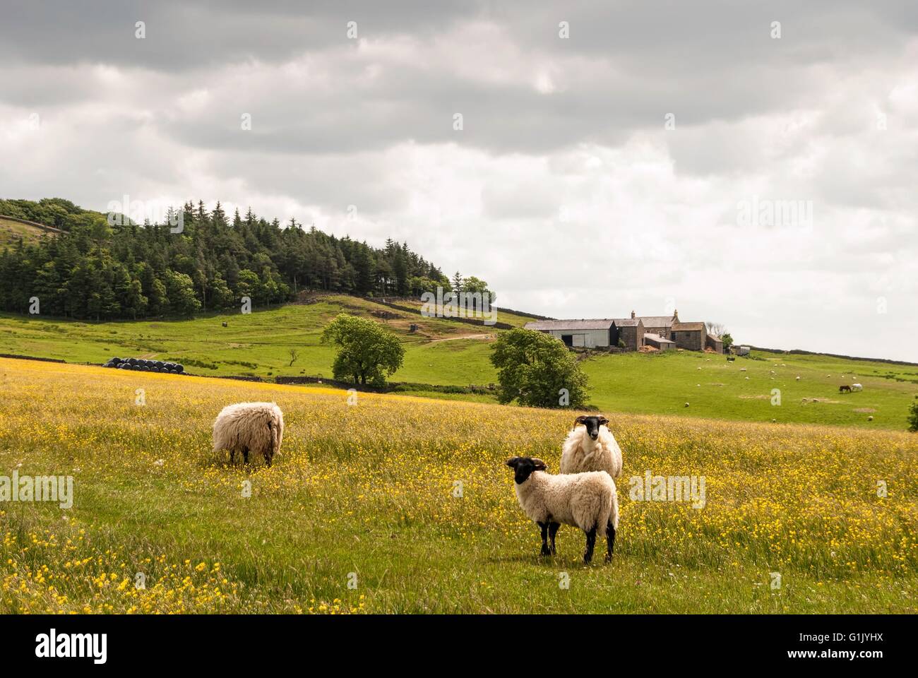 Sheep in English Hay Meadow Stock Photo