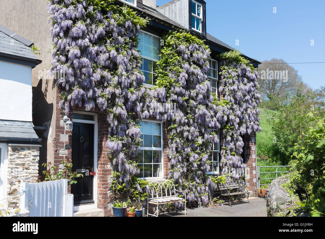 Purple wisteria in full flower on a house in Salcombe, Devon Stock Photo
