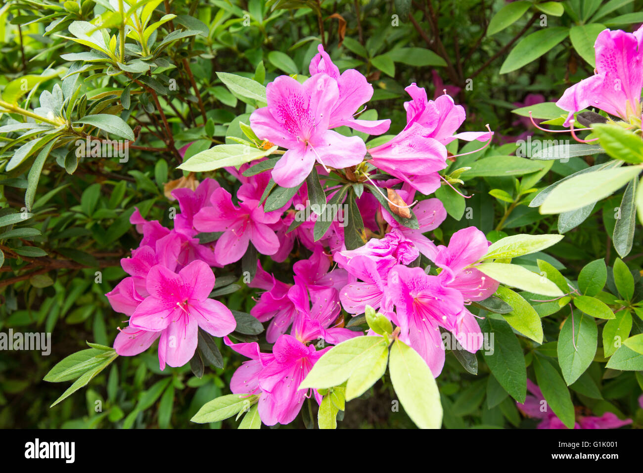 pretty pink colored flowers on bush in Hong Kong Stock Photo Alamy