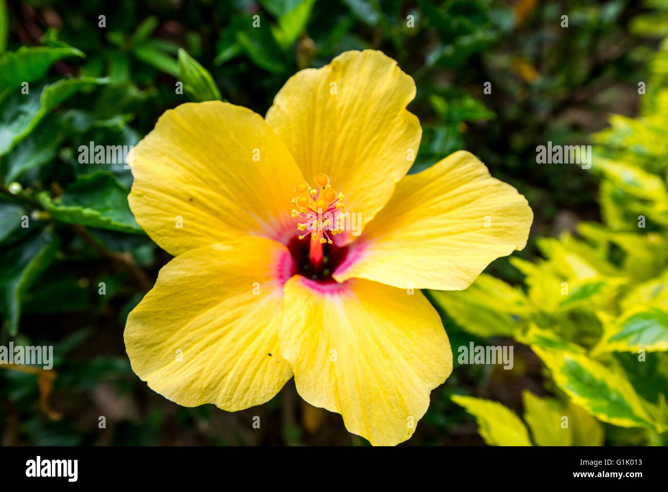 Yellow flower in Hong Kong with five petals Stock Photo