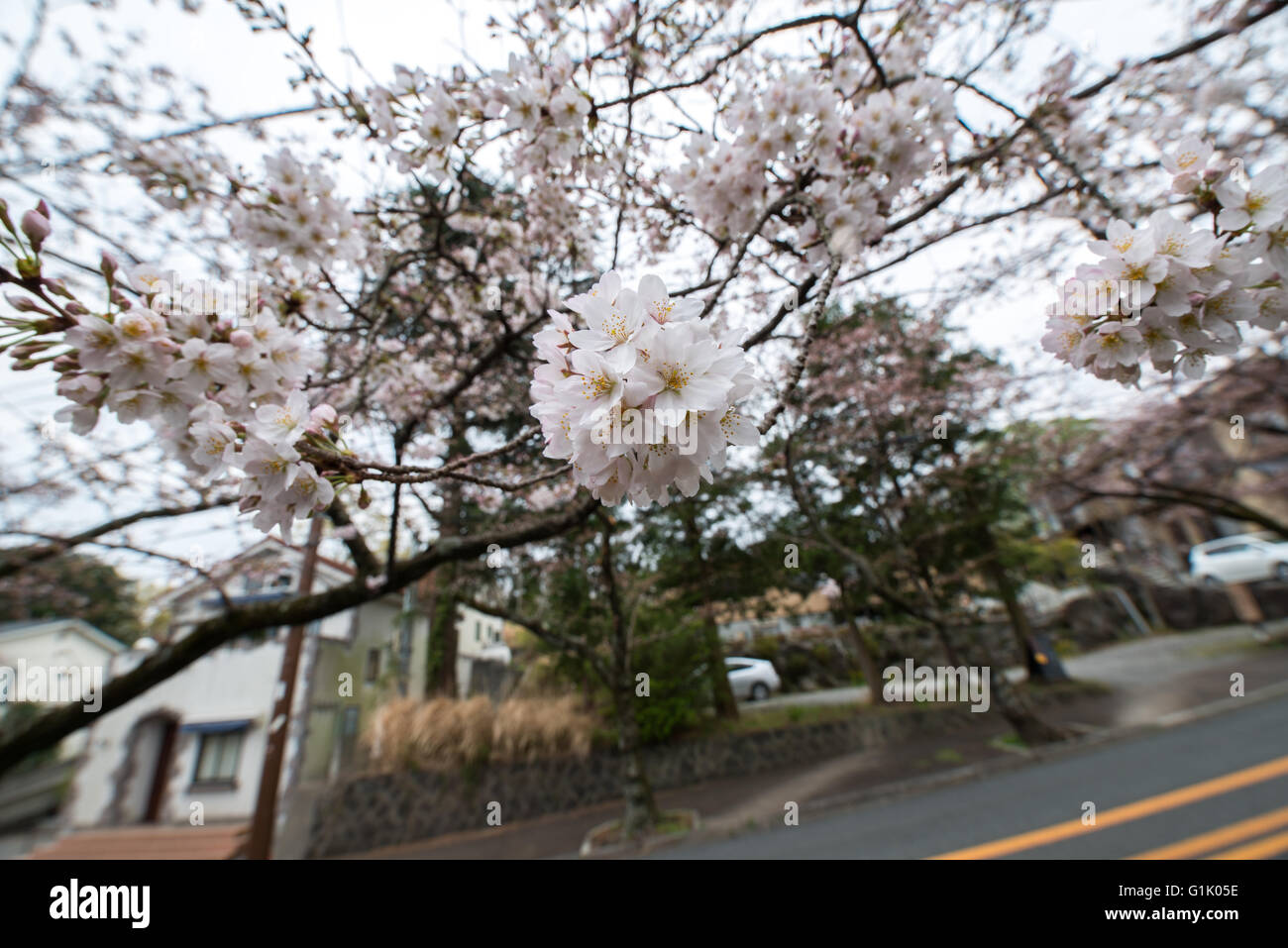 Pink and white colored cherry blossoms on tree Stock Photo