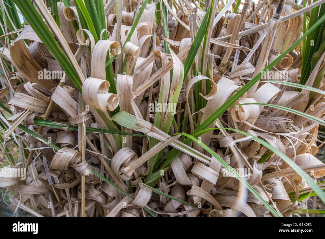 Close up of curled dry grass at base of plant Stock Photo