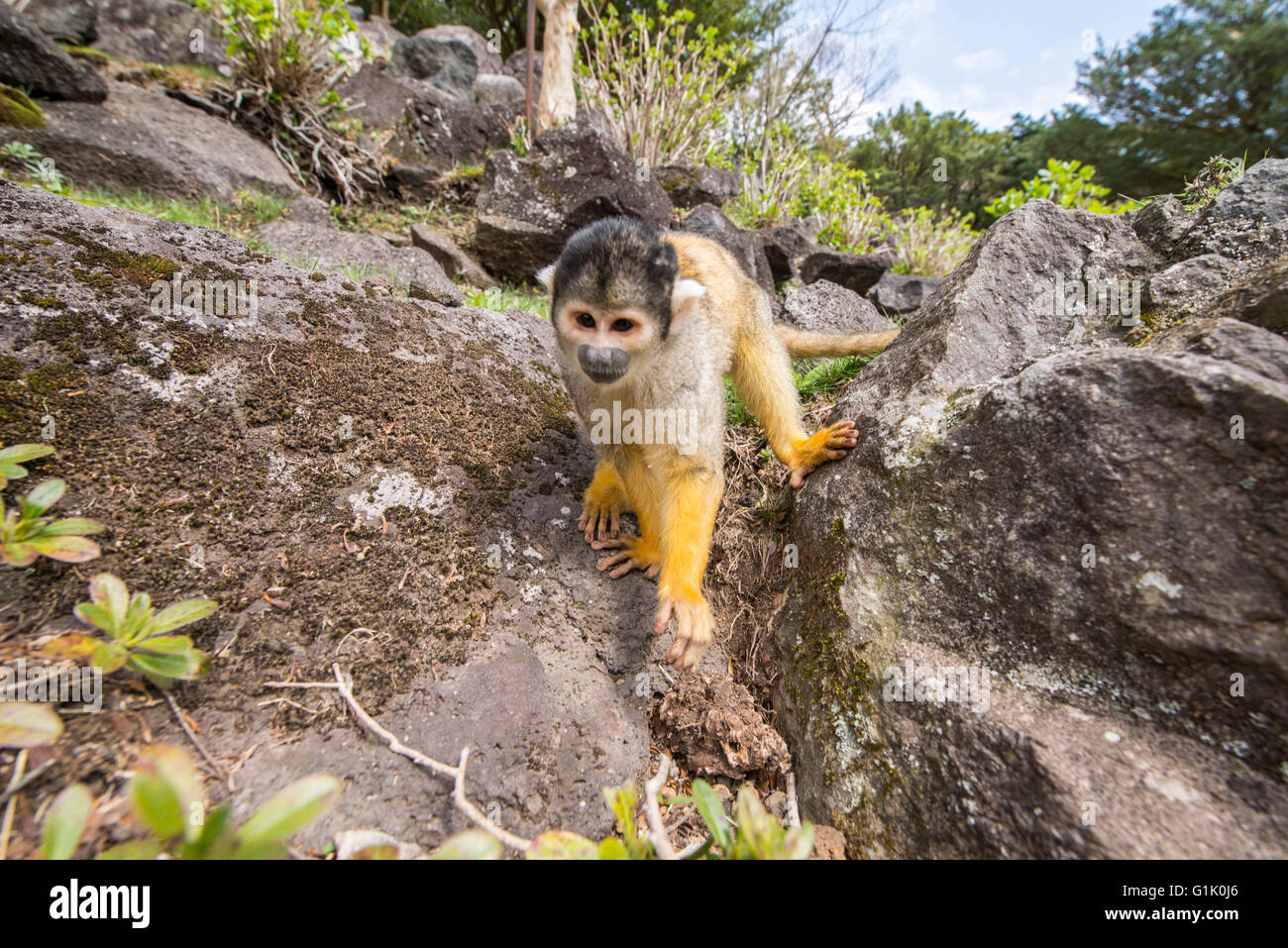 Close up of a spider monkey at zoo Stock Photo