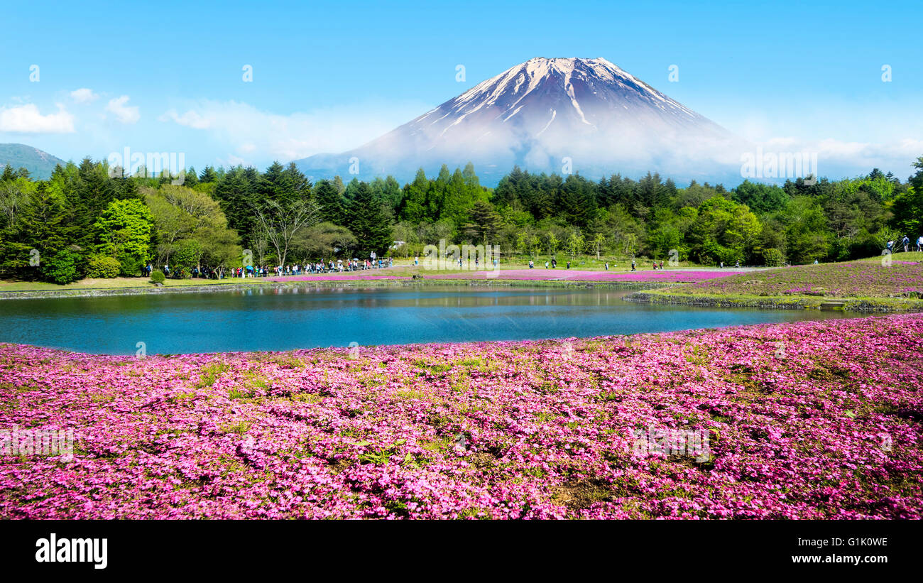 The Fuji with the field of pink moss at Shibazakura festival, Yamanashi, Japan Stock Photo