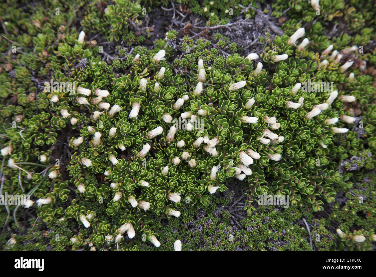 Christmas bush Baccaris magellanica Falkland Islands Stock Photo