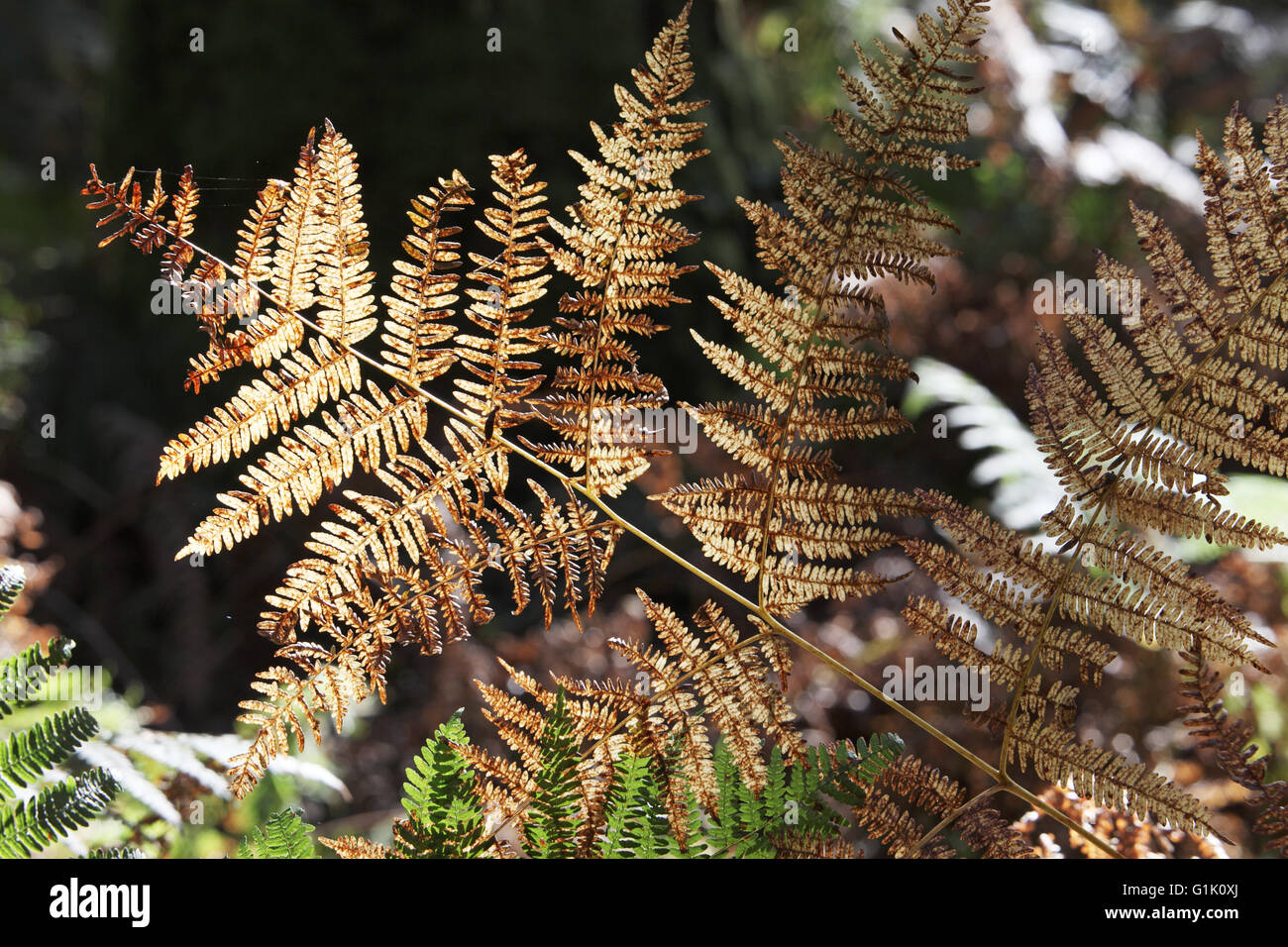 Bracken Pteridium aquilinum New Forest National Park Hampshire England Stock Photo