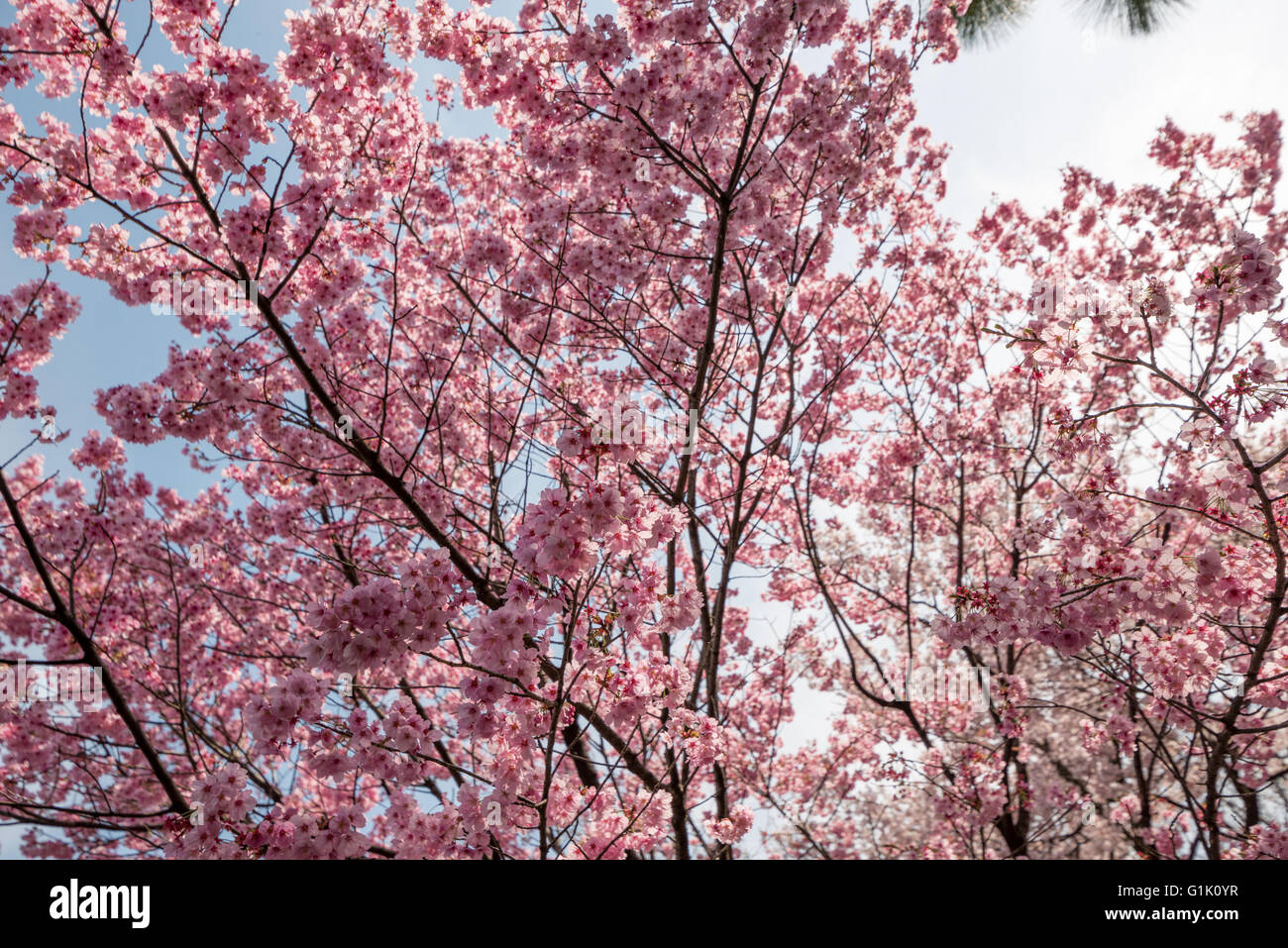 Pink and white colored cherry blossoms on tree Stock Photo