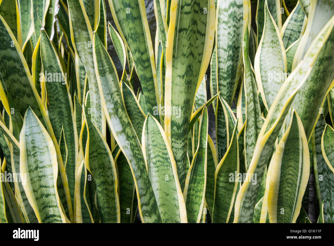 Long and tall green, yellow leaves Stock Photo