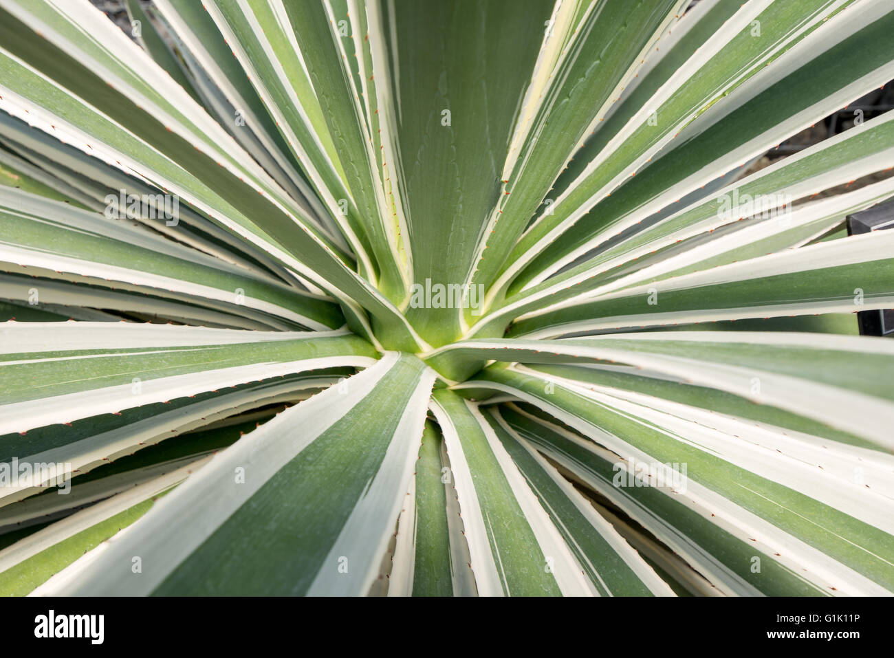 Green fleshy leaves of tropical plant Stock Photo