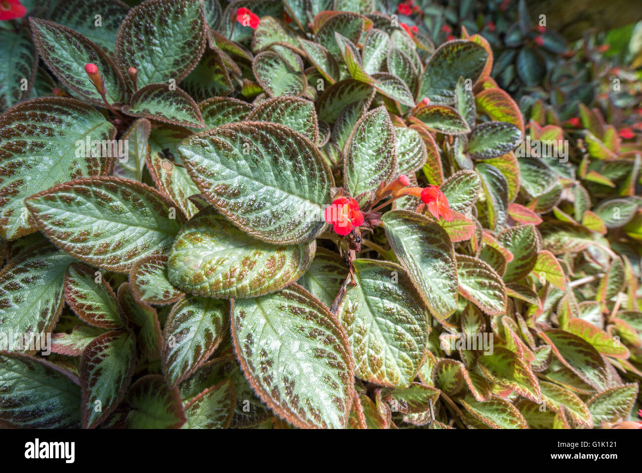 Small red flowers on plant with green leaves Stock Photo