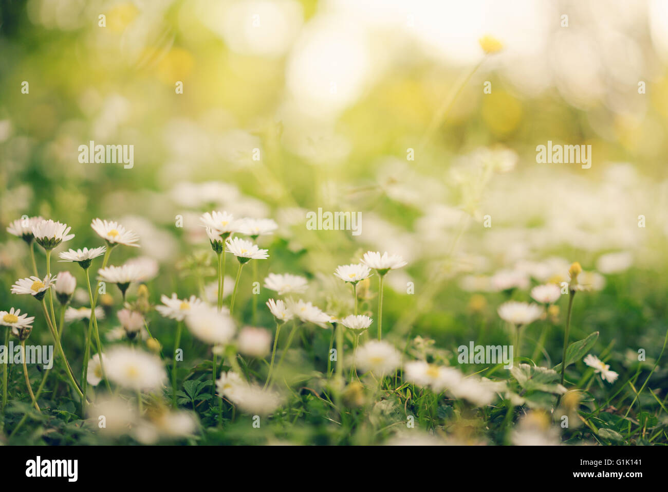 Chamomile daisy flowers in warm golden sunlight, soft focus Stock Photo