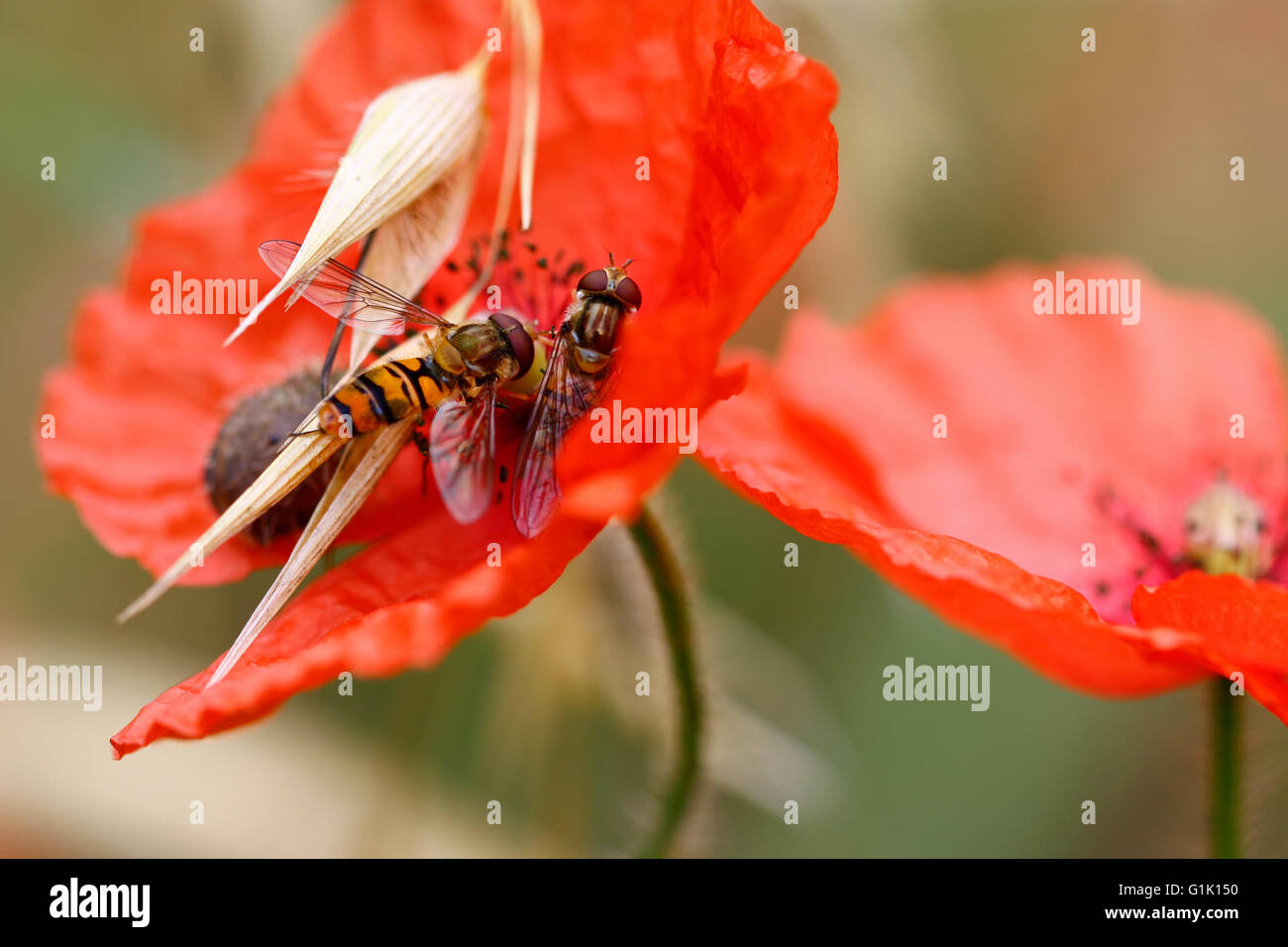 Hover flies on wolf poppy Stock Photo