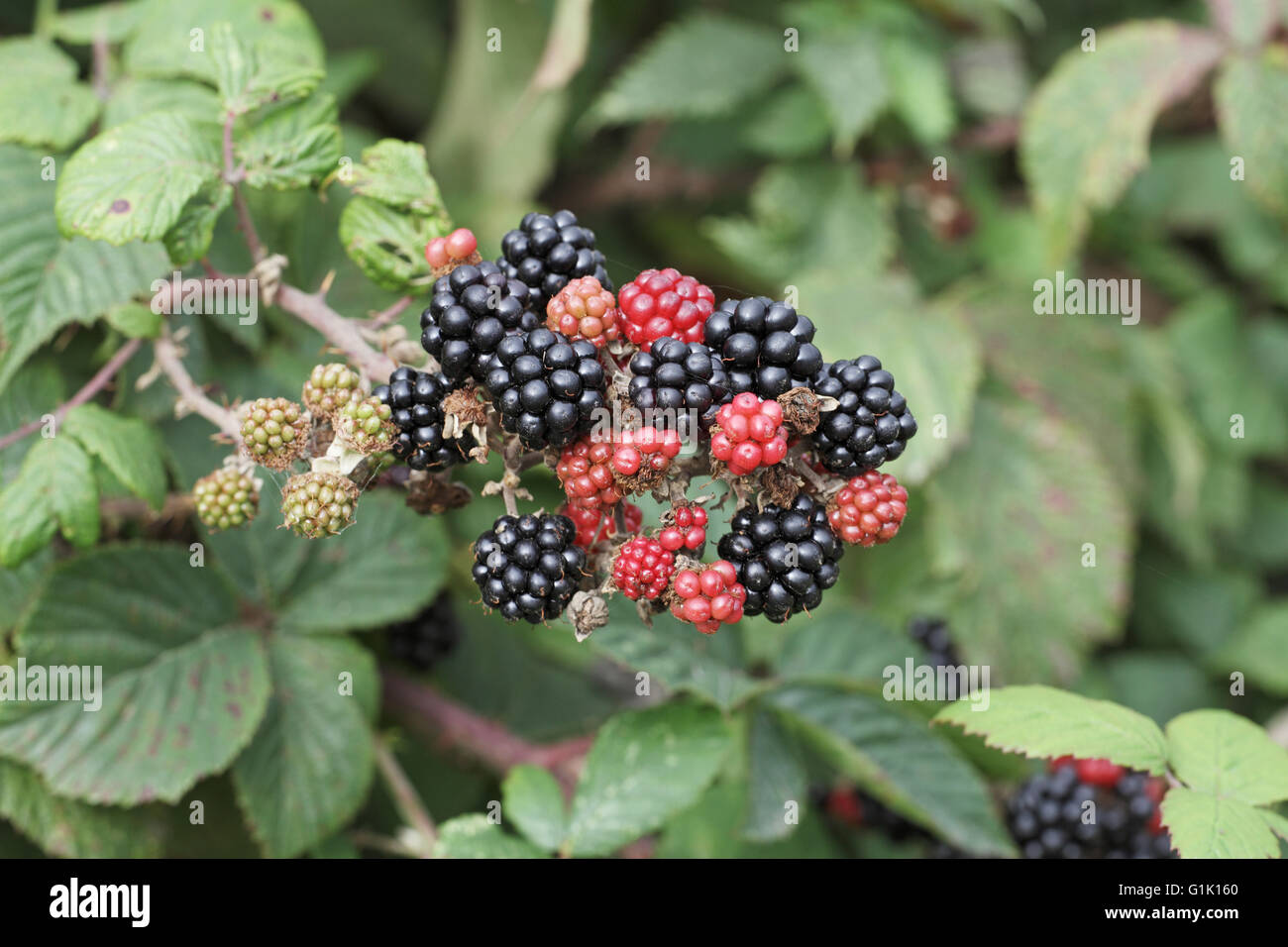 Bramble Rubus fruticosus berries Stock Photo Alamy