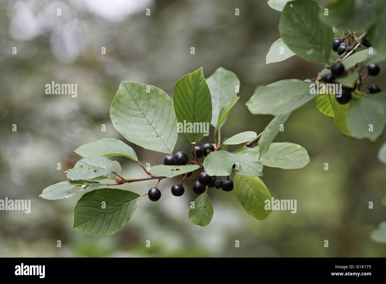 Alder buckthorn Frangula alnus berries Stock Photo