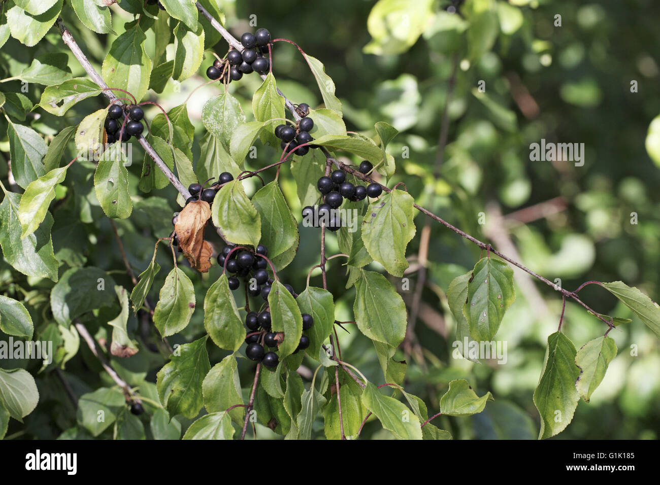 Buckthorn Rhamnus catharticus fruit and leaves Stock Photo
