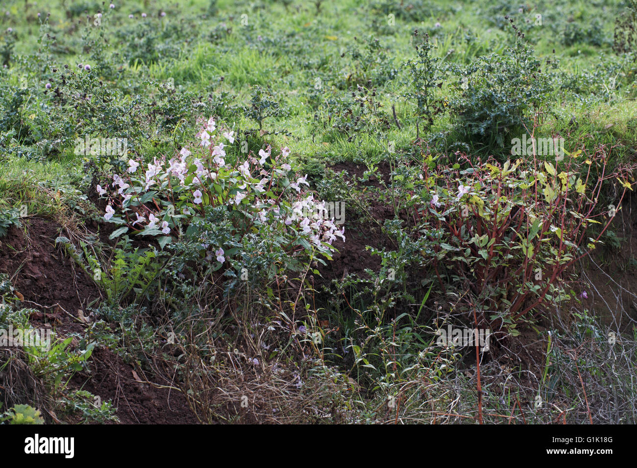 Himalayan balsam Impatiens glandulifera Stock Photo