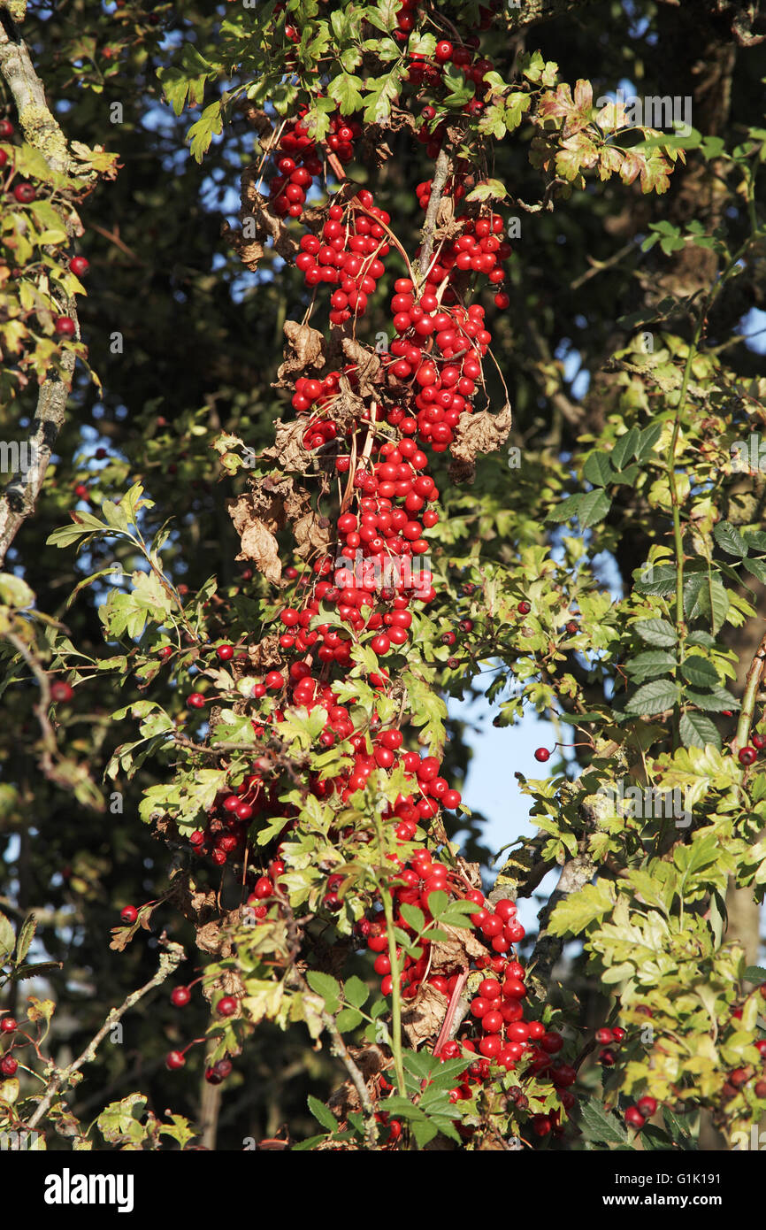 Black bryony Tamus communis Stock Photo