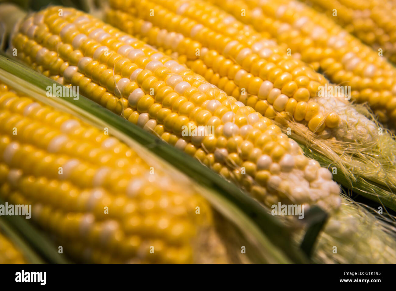 Close up of fresh yellow corn on the cob Stock Photo