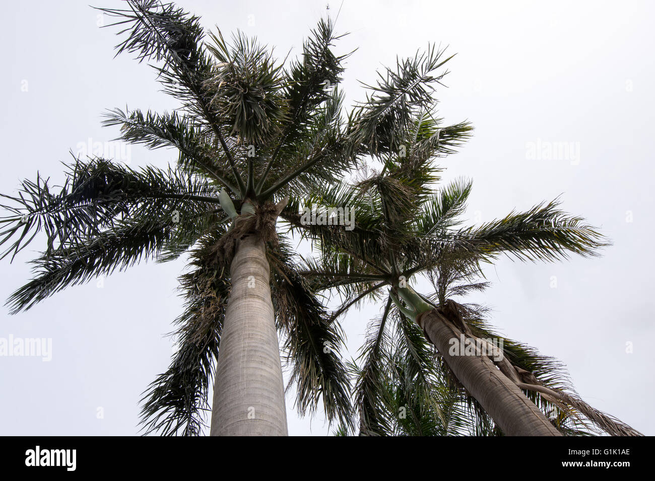Palm tree and leaves against evening sky Stock Photo