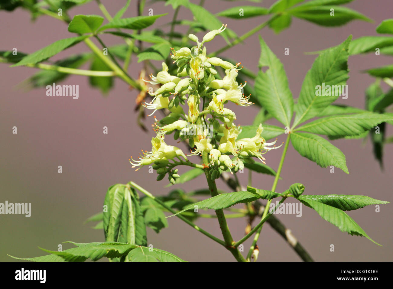 Yellow buckeye Aesculus flava Stock Photo
