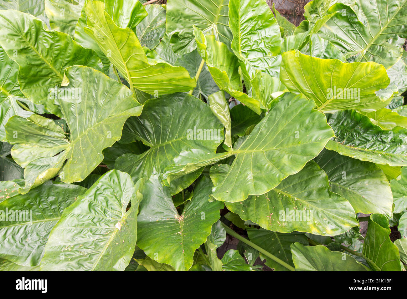 Thick waxy green leaves on plants in garden Stock Photo