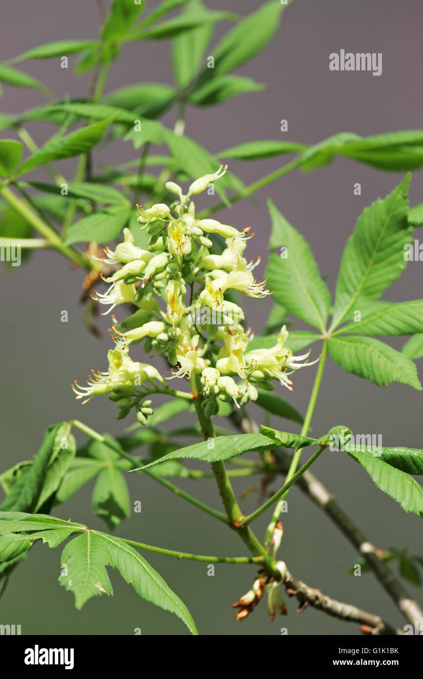 Yellow buckeye Aesculus flava Stock Photo