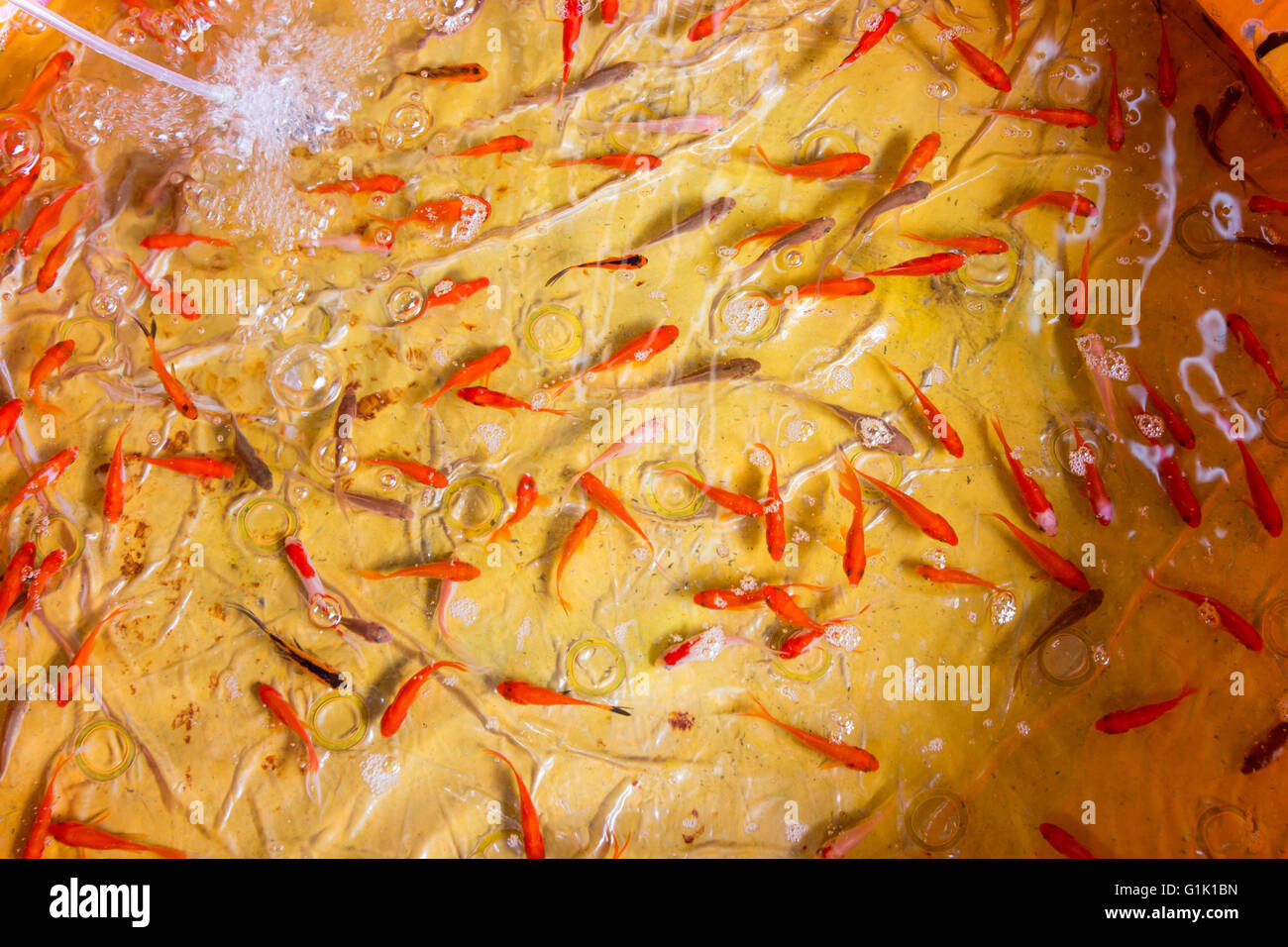 Small golden fish in clear water in a plastic pool Stock Photo