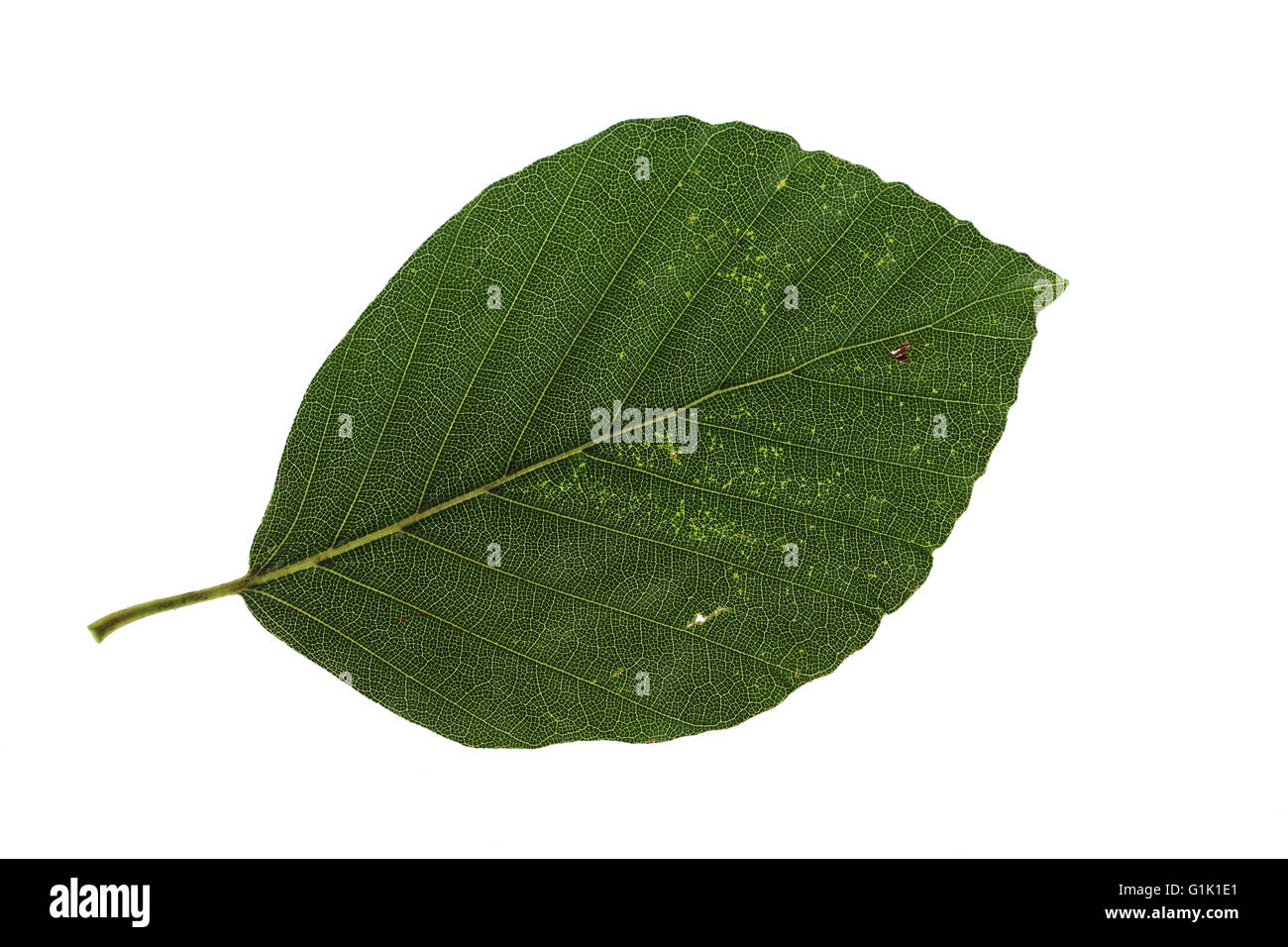 Beech Fagus sylvatica leaf (studio shot) September 2012 Stock Photo