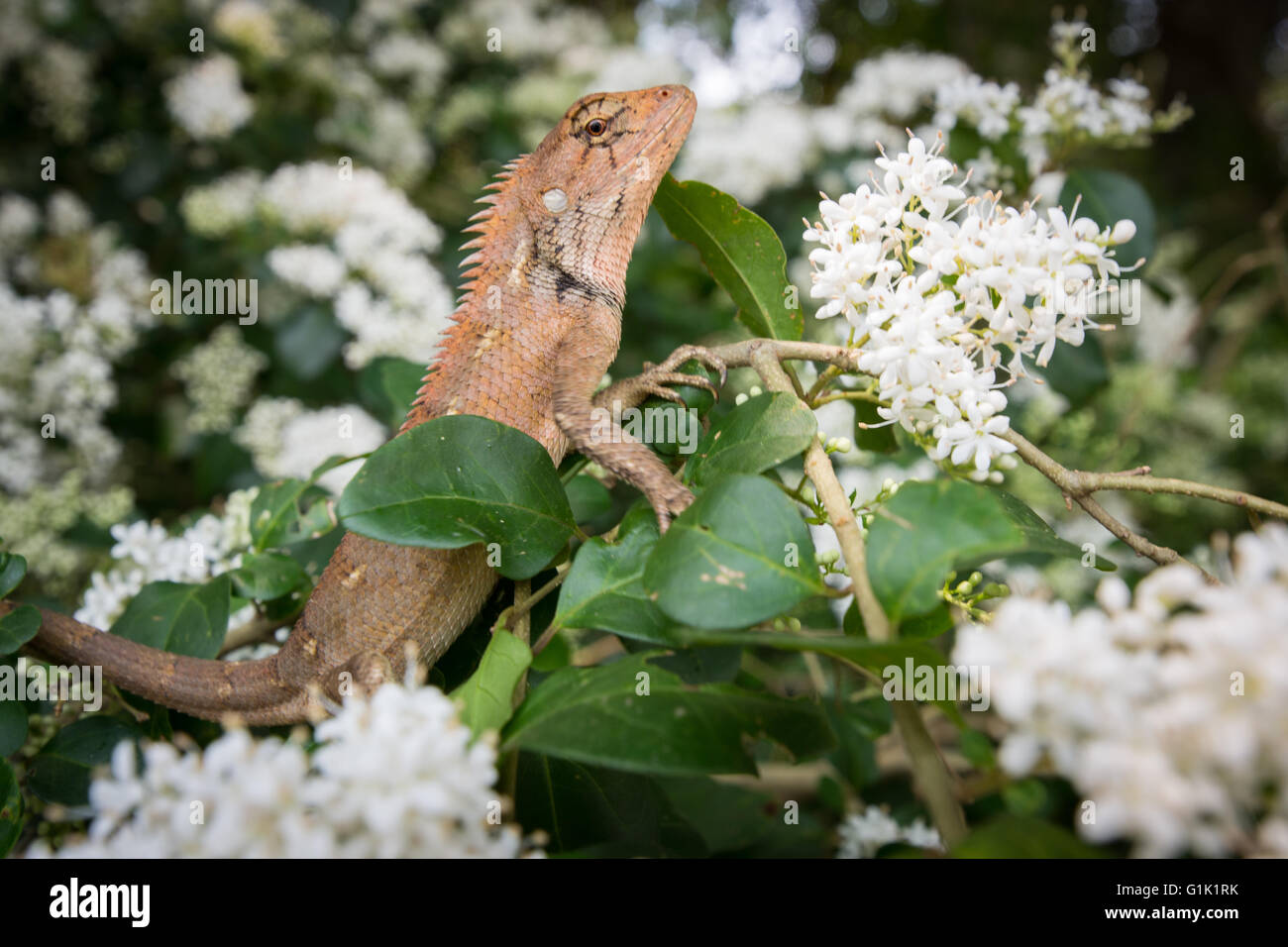 Lizard in tree Stock Photo