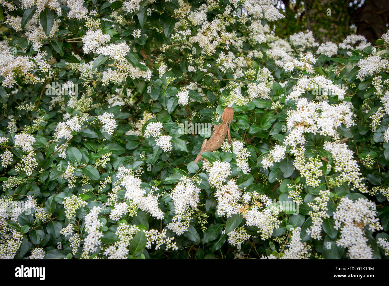 Lizard in tree Stock Photo