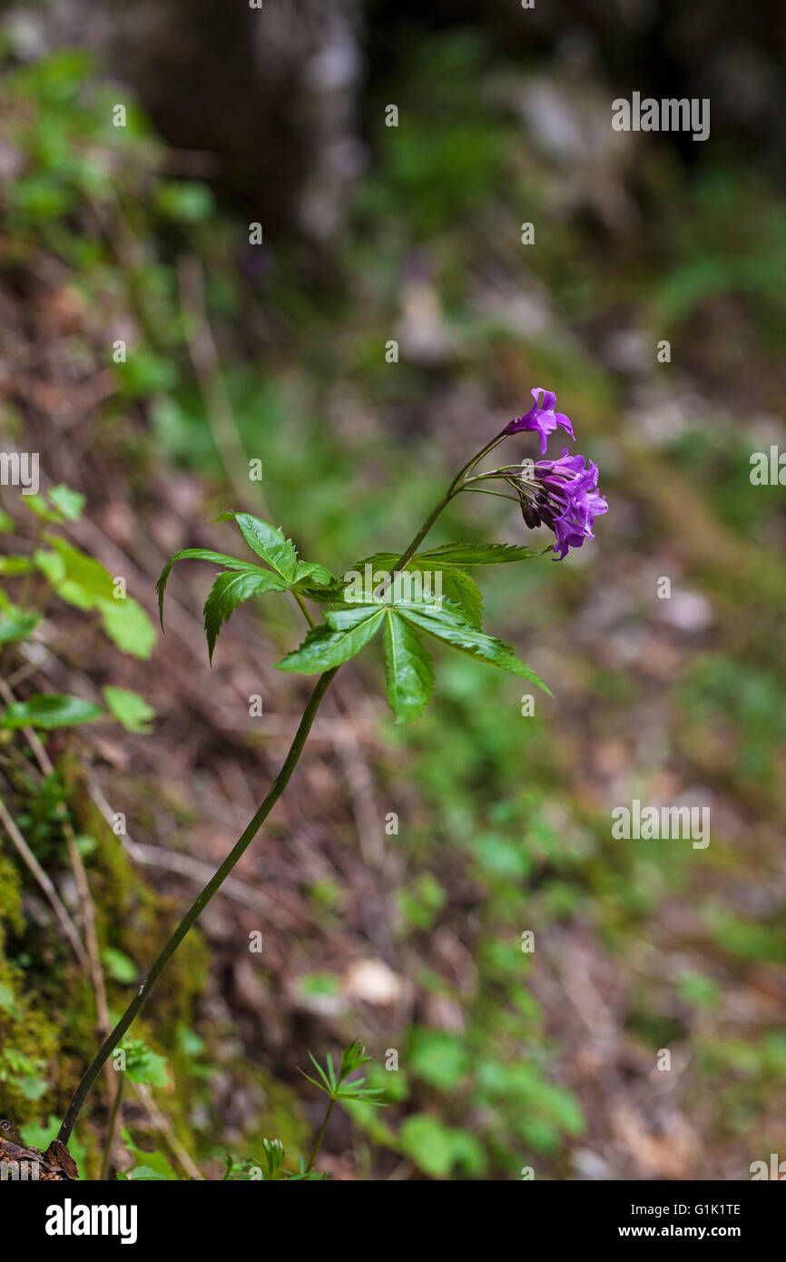 Seven-leaflet bittercress Cardamine pentaphyllos Vercors Regional Natural Park France Stock Photo