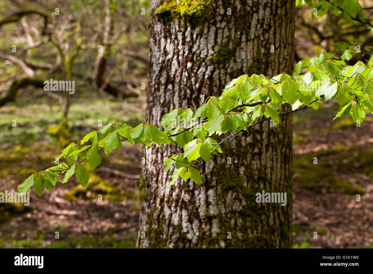 Beech Fagus sylvatica branch of fresh leaves in spring against English oak Quercus robur Mark Ash Wood New Forest National Park Stock Photo