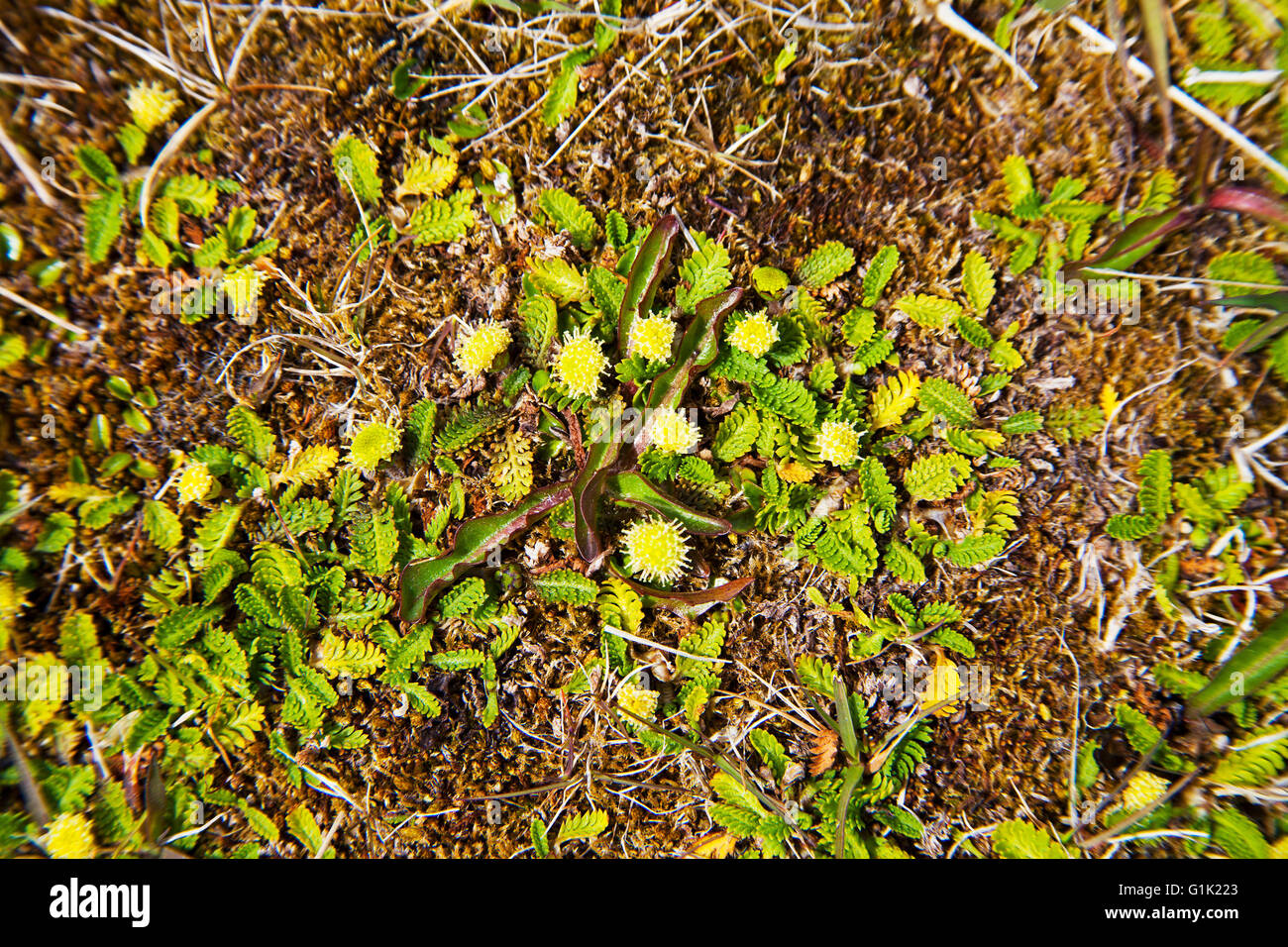 Buttonweed Leptinella scariosa Darwin East Falkland Falkland Islands Stock Photo