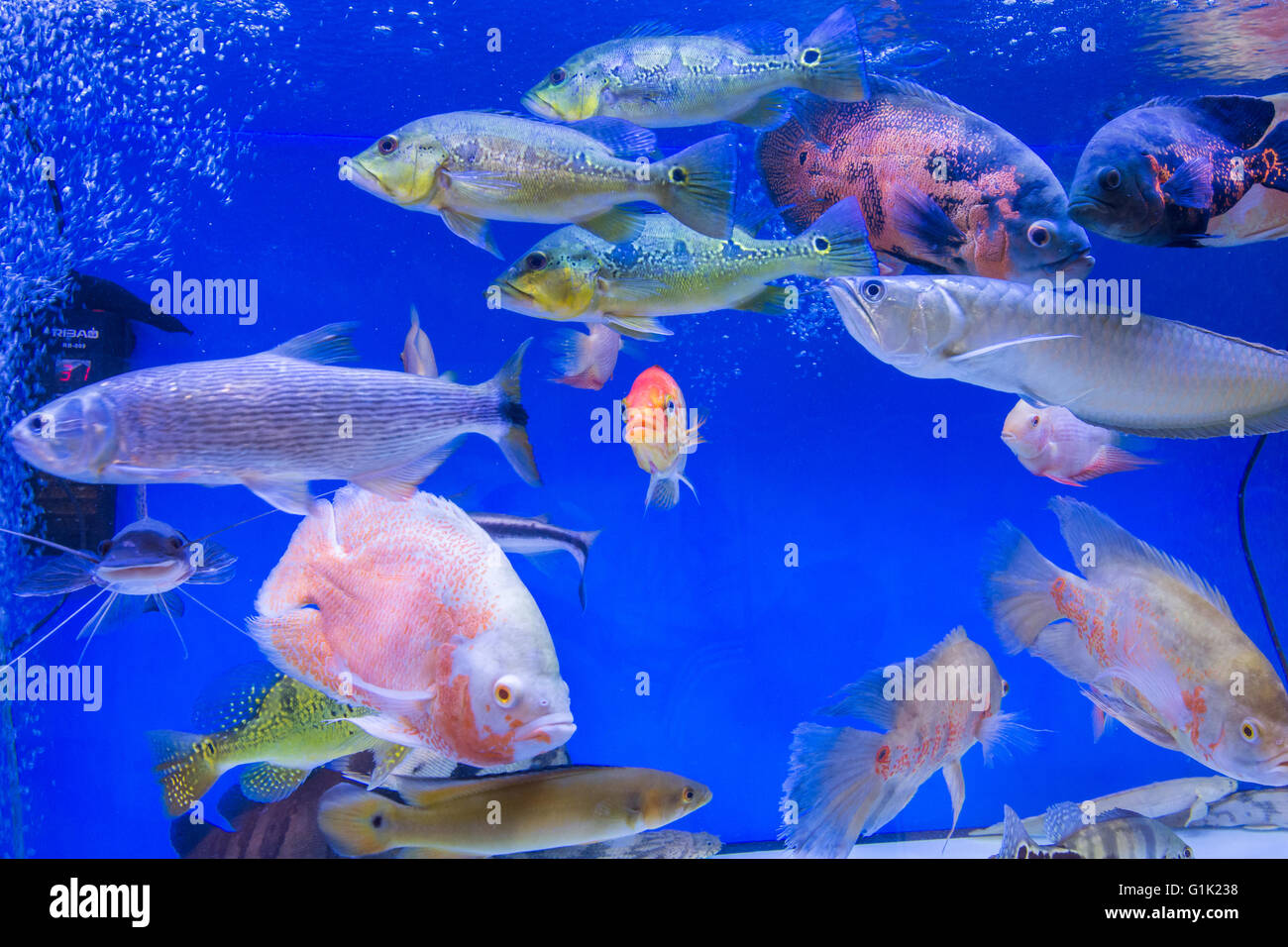Aquatic species on sale Stock Photo