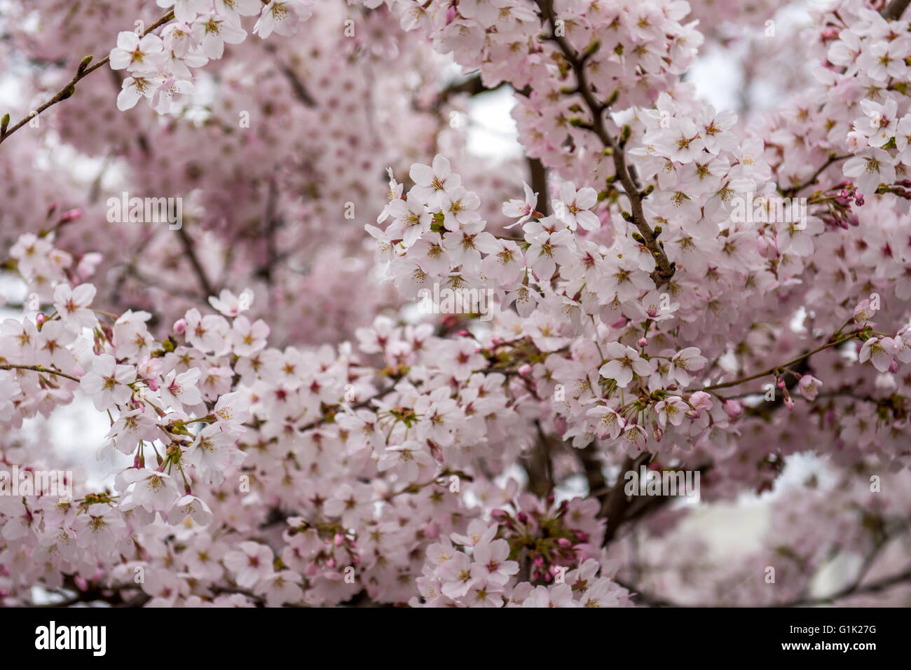 Pink colored cherry blossoms on tree Stock Photo