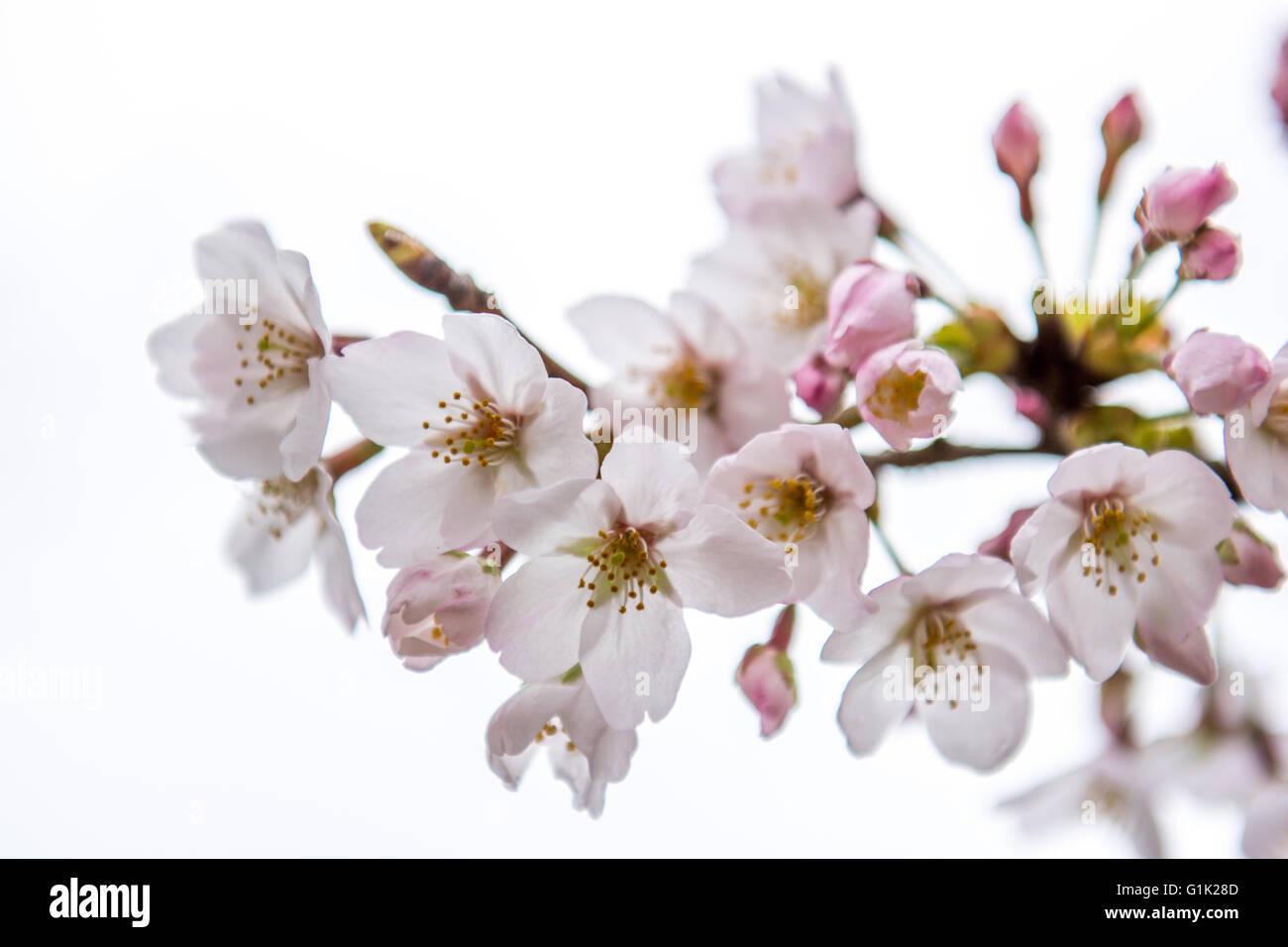 Pink colored cherry blossoms on tree Stock Photo