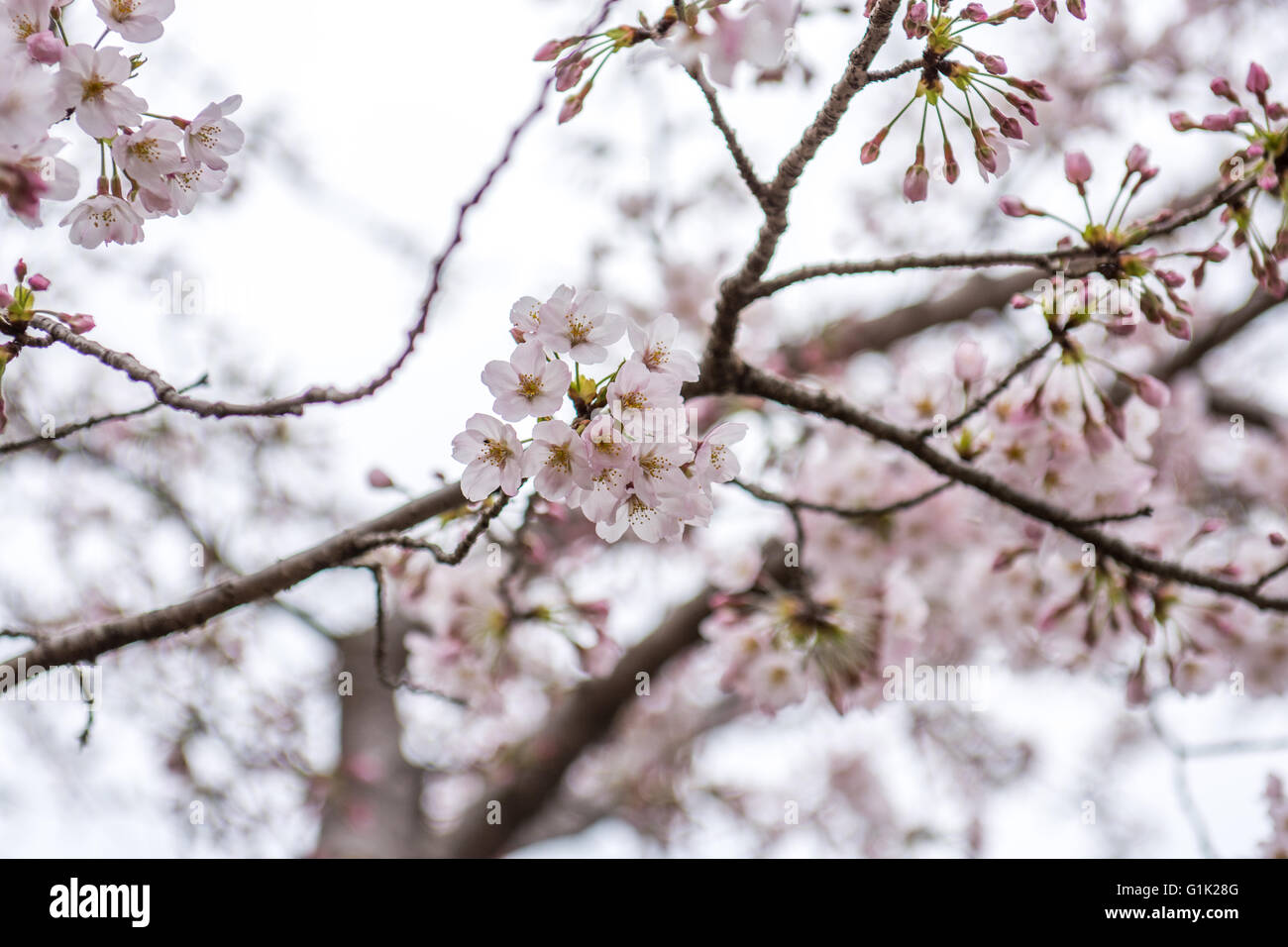 Pink colored cherry blossoms on tree Stock Photo