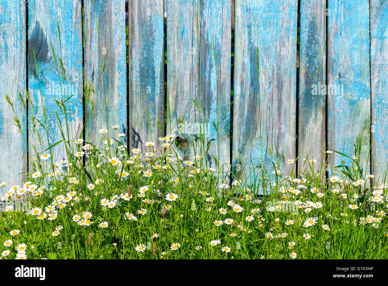Daisy flowers on a background of wooden fence Stock Photo - Alamy