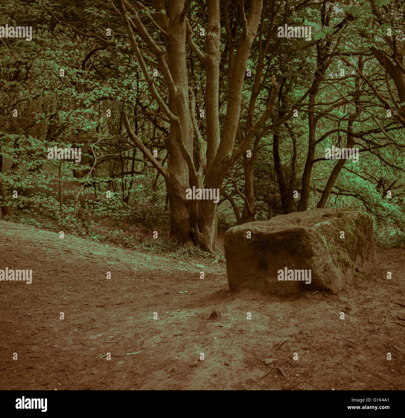 Millstone rock in enchanted woodland clearing with forest backdrop Stock Photo
