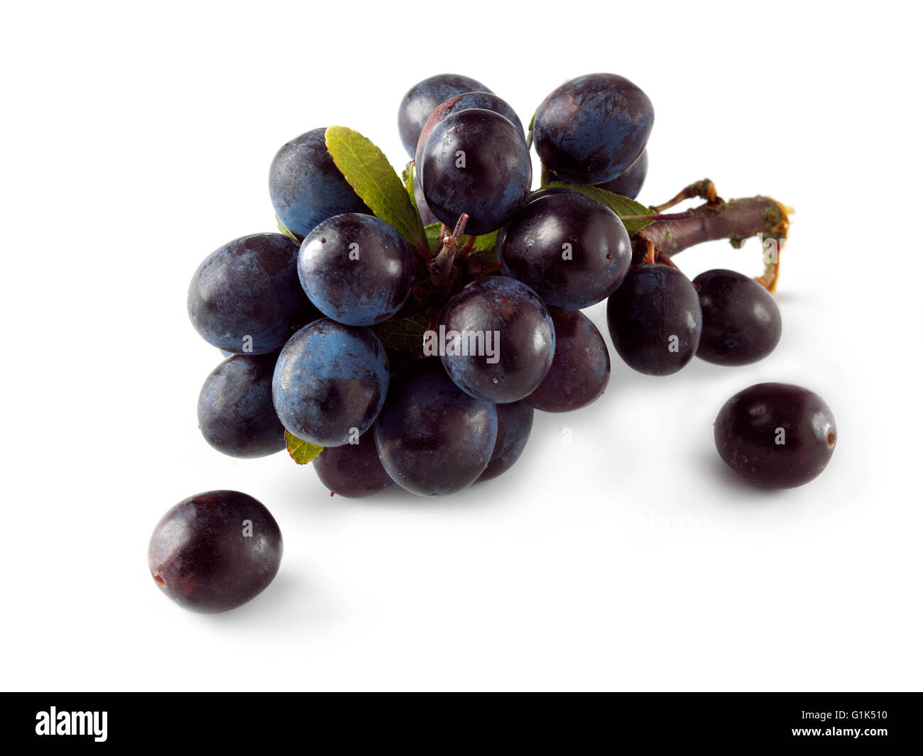Close up of fresh sloe berries (Prunus spinosa) on a branch with leaves - white background cut out Stock Photo