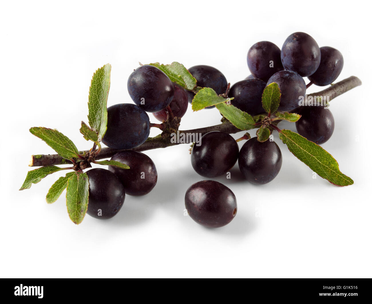 Close up of fresh sloe berries (Prunus spinosa) on a branch with leaves - white background cut out Stock Photo