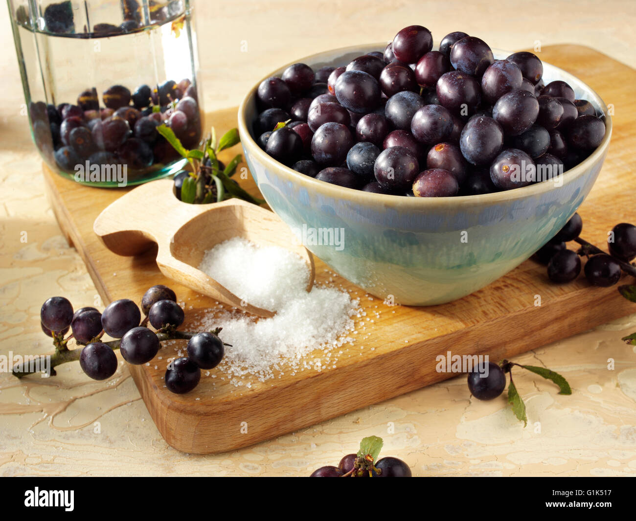 Close up of fresh sloe berries (Prunus spinosa) in a bowl in a kitchen being prepared for Sloe Gin Stock Photo