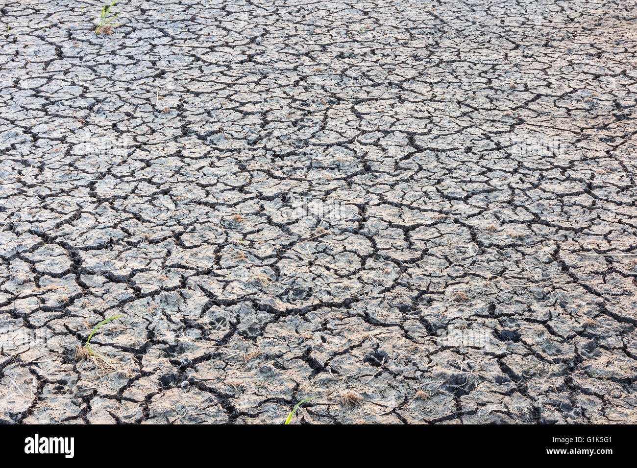 Cracked dry land without water.Abstract background Stock Photo Alamy