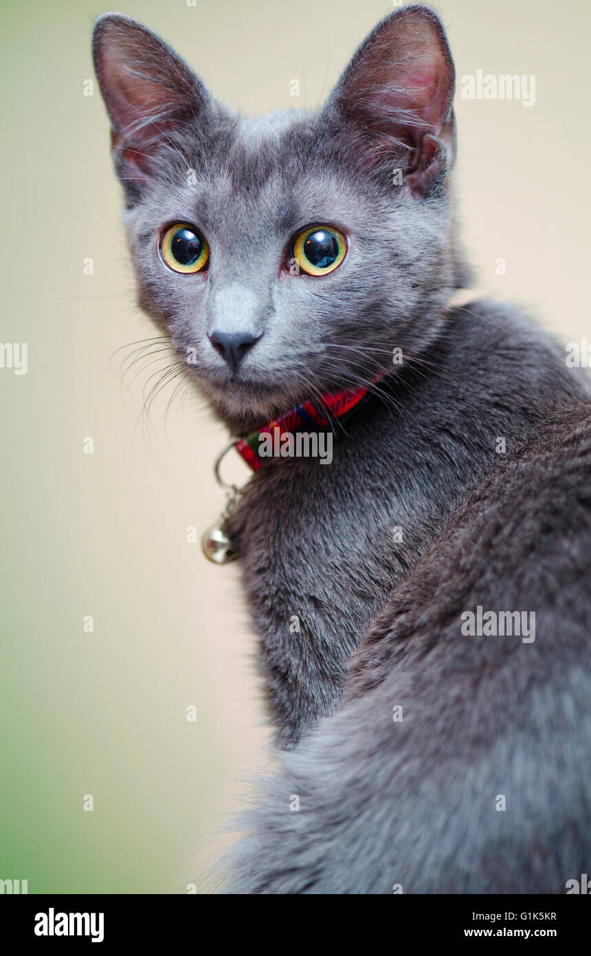 Close up of a cat. Stock Photo