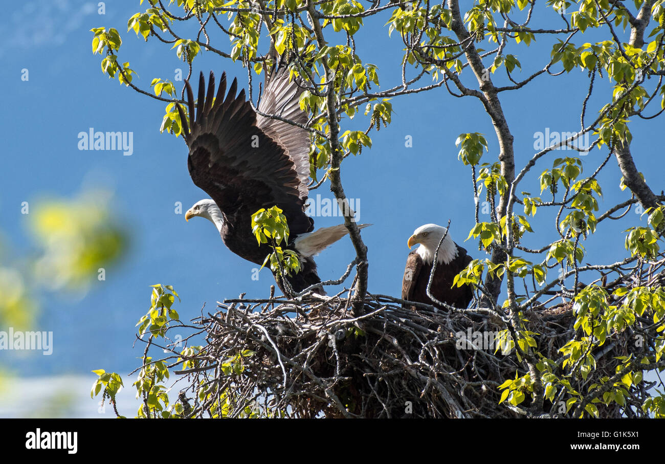 A bald eagle departs the nest as they both take turns incubating the eggs this morning near Anchorage. Stock Photo