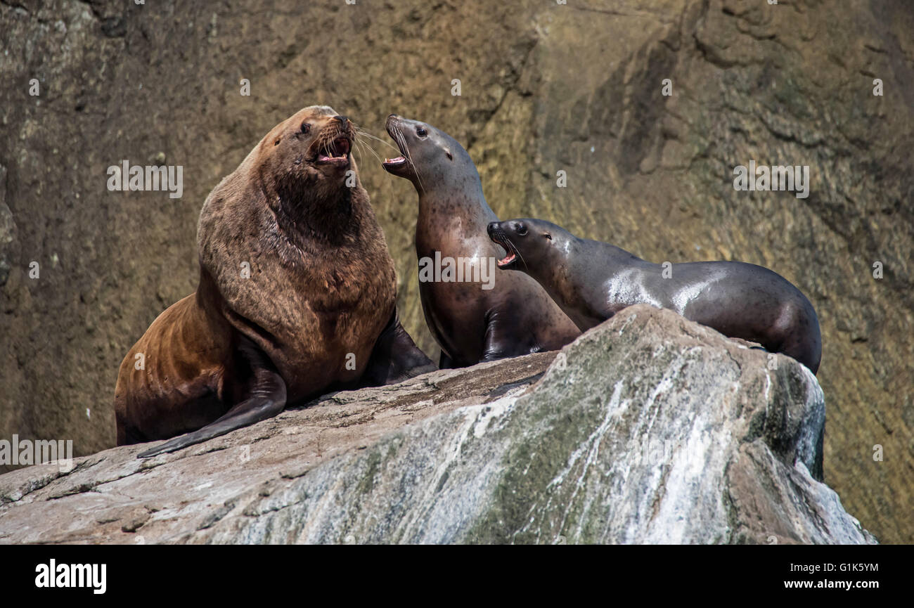 Sea lions interact on haul out in Alaska Stock Photo